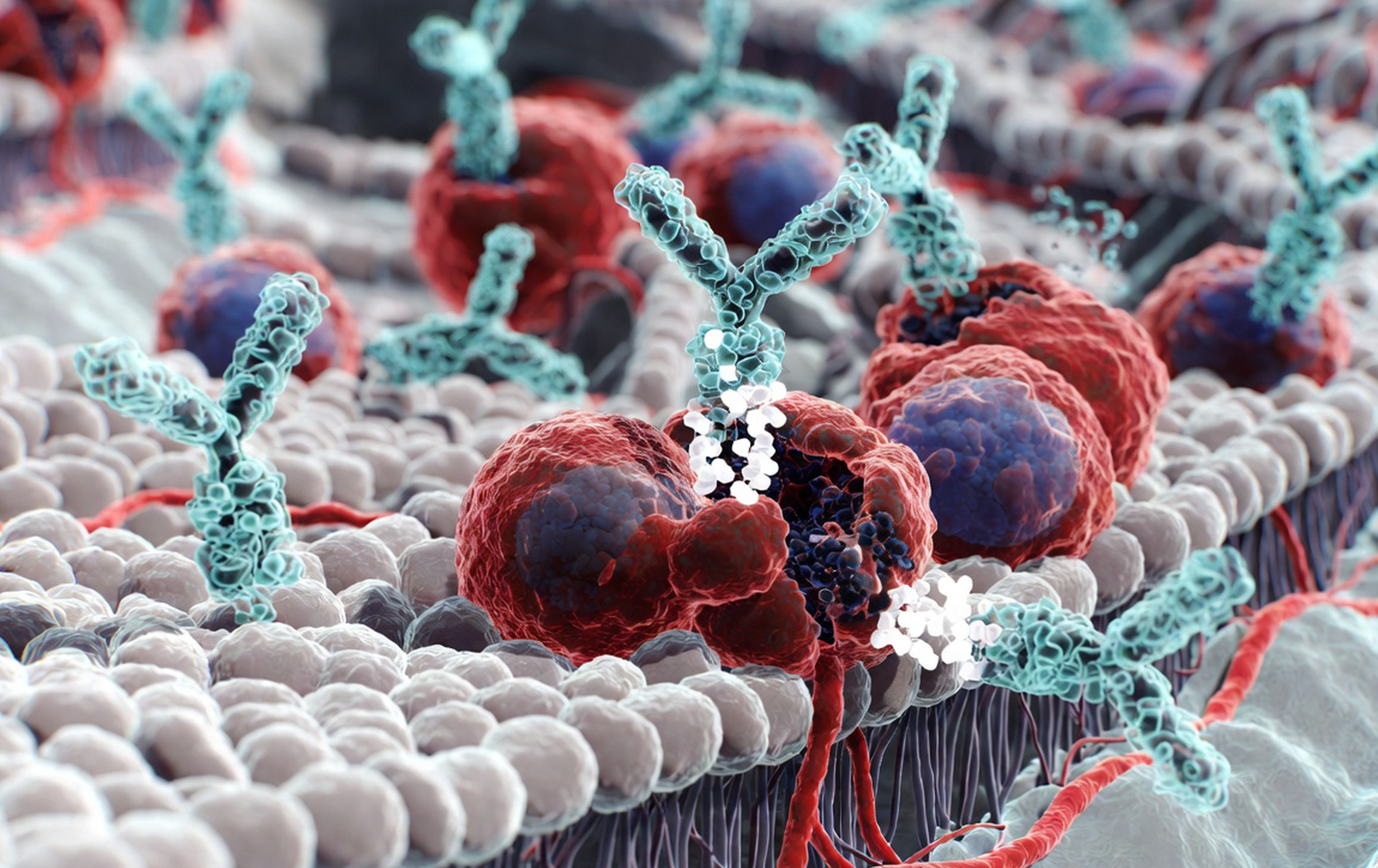 3D microscopic illustration of immune cells attacking cancer cells, with antibodies binding to tumor cell surfaces in a vibrant cellular environment