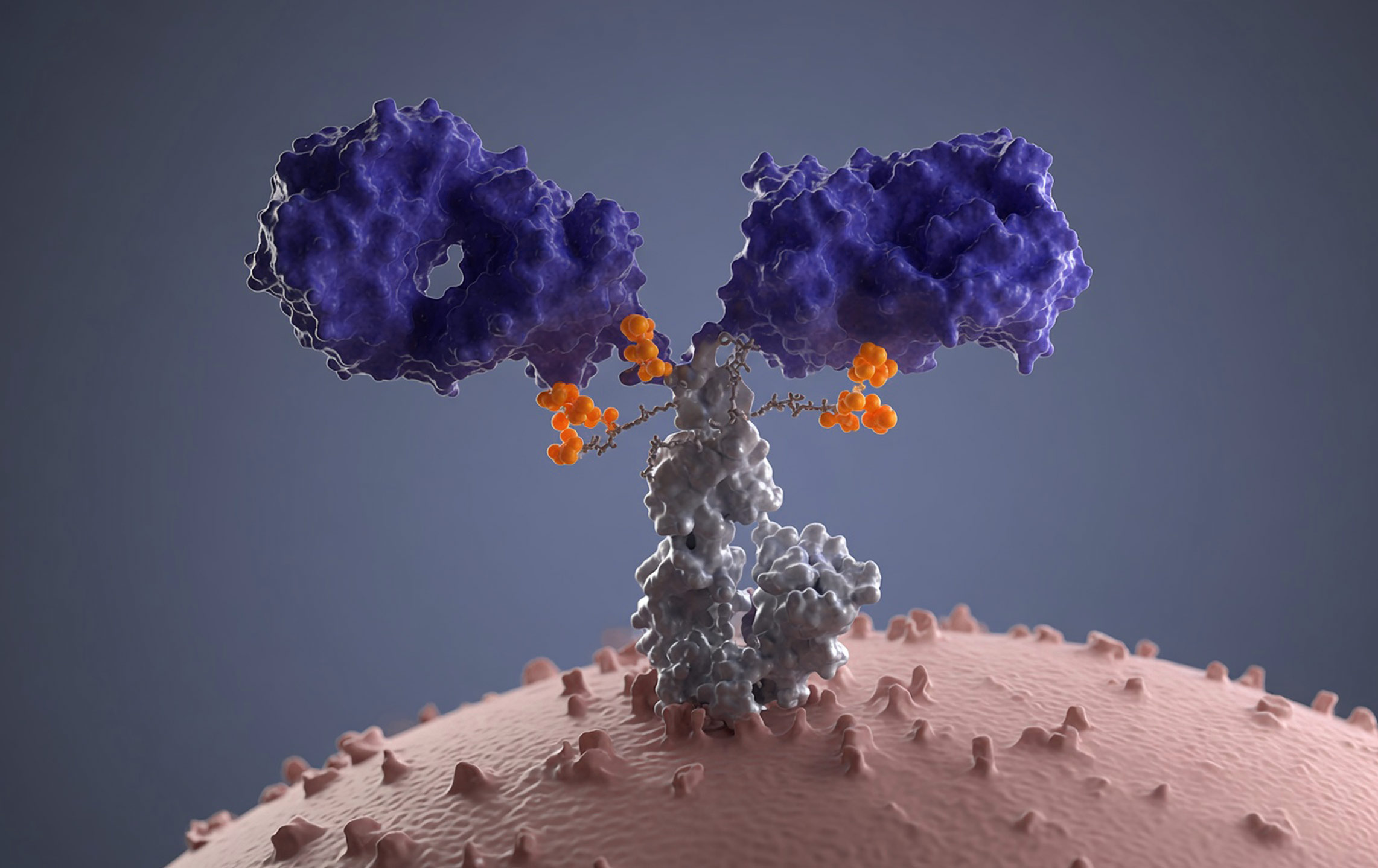 3D rendering of an Antibody-Drug Conjugate (ADC) mechanism